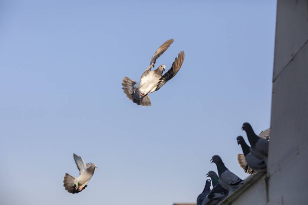 voo de pombo de corrida spedd contra céu azul claro
 - Foto, Imagem