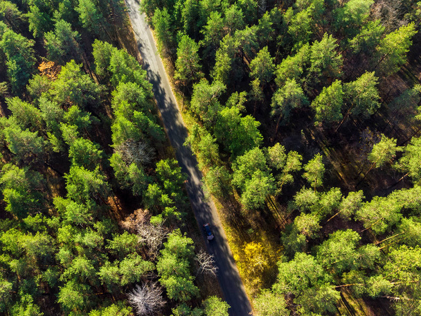 Beautiful road through evergreen pine forest on bright sunny day. Eco tourism and travel concept. Aerial drone virew. - Fotografie, Obrázek