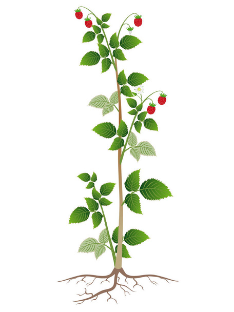 Himbeerpflanze mit Wurzeln isoliert auf weißem Hintergrund. - Vektor, Bild