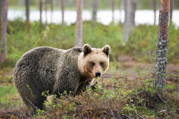 Niedźwiedź w fińskiej Tajga. - Zdjęcie, obraz