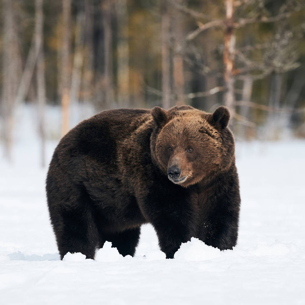 Iso ruskea karhu kuvattuna talvella kävellessään lumessa suomalaisessa taigassa - Valokuva, kuva