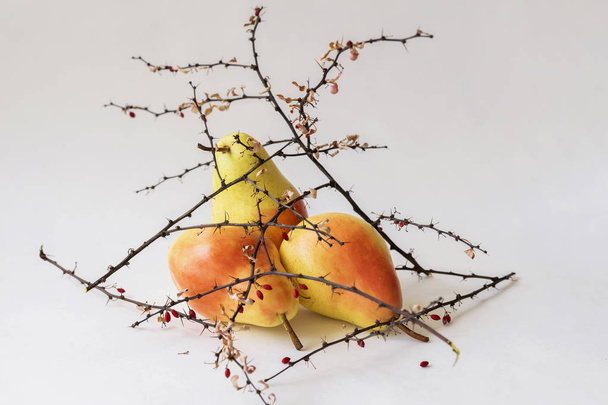 Bright ripe pears in dry thorny branches with berries, still life like ikebana on a light background - Photo, image