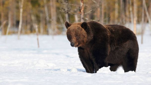 Коричневый медведь, стоящий в снегу весной, просыпаясь - Фото, изображение