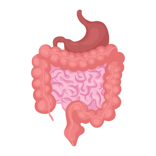 Ilustração do vetor do órgão intestinal
 - Vetor, Imagem
