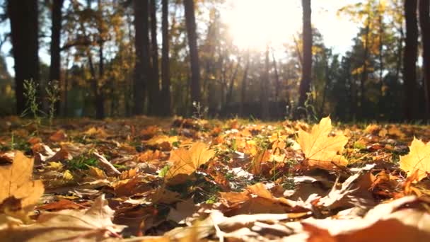 Park in het zonlicht met herfst bladeren. - Video