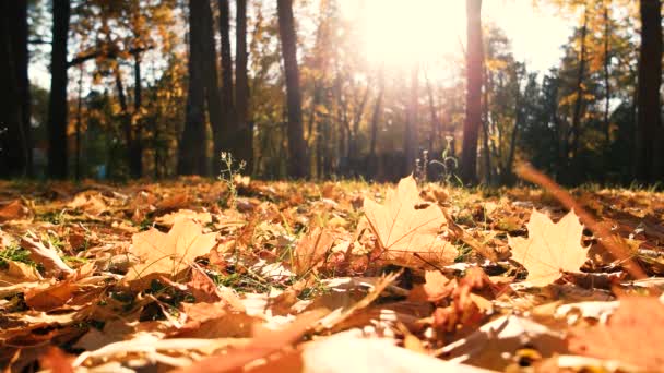 gevallen gele bladeren op de grond in het bos. - Video