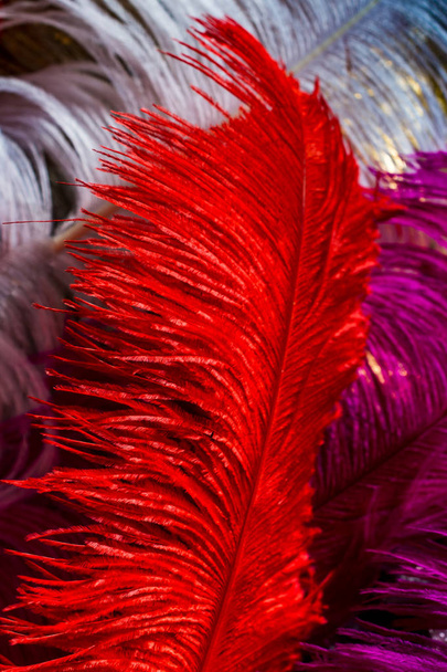 Коллекция цветных декоративных перьев на белом фоне - Фото, изображение