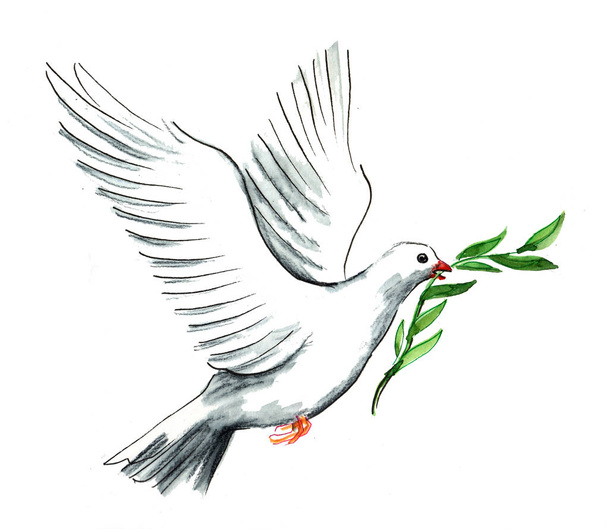 Flying white dove with an olive branch in its beak. Ink and watercolor illustration - Photo, Image