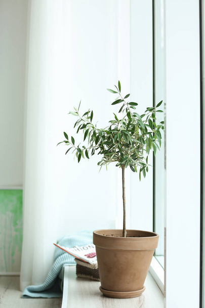 Pot with olive tree on window sill in cozy interior - Foto, afbeelding