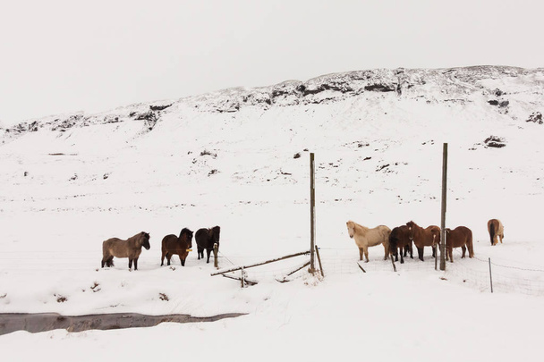 Iceland real horse during winter snow - Foto, immagini