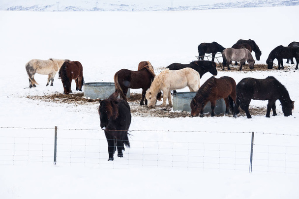 Iceland real horse during winter snow - Foto, Imagem