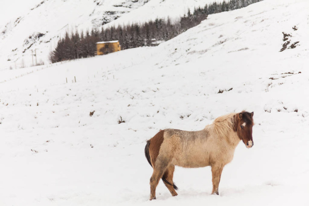 Iceland real horse during winter snow - Fotoğraf, Görsel