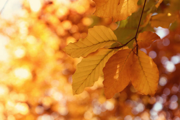 Деревна гілочка з яскравим листям на сонячний осінній день
 - Фото, зображення