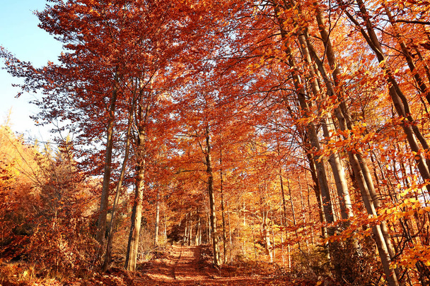 Picturesque landscape with autumn forest on sunny day - Foto, Bild