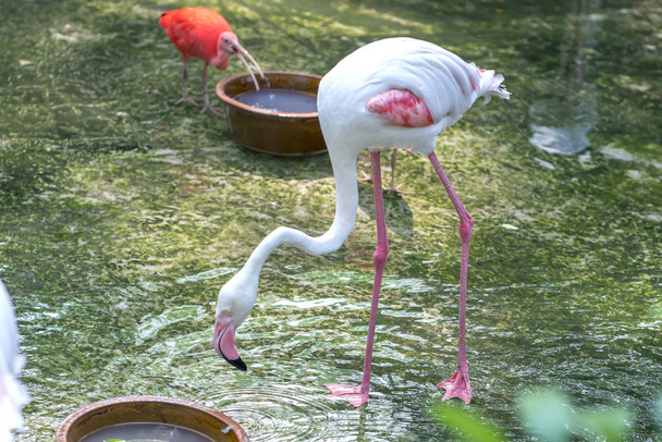 Flamingos relaxing in a wildlife sanctuary. They have a special characteristic of standing on one leg to keep energy and circulation better - Photo, Image