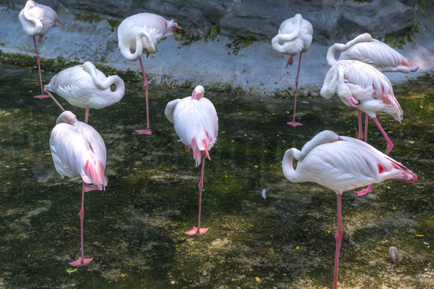 Flamingi relaksujący w rezerwat przyrody. Mają one szczególną cechą stojąc na jednej nodze, aby zachować energii i krążenie lepsze - Zdjęcie, obraz