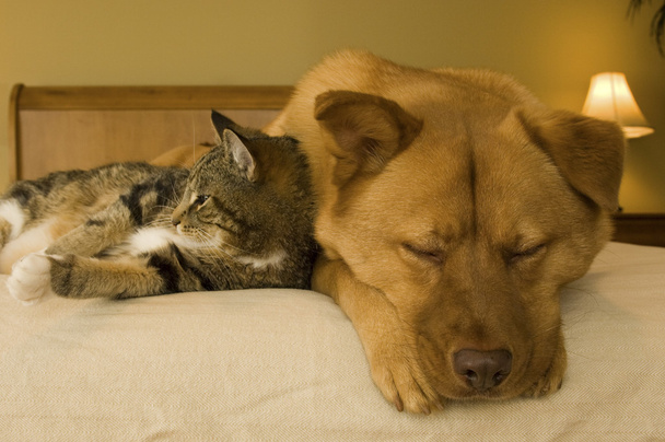 Kat en hond - Foto, afbeelding