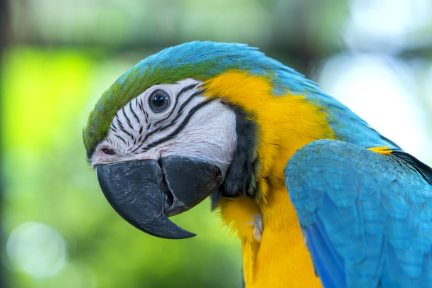 Portretowa kolorowa papuga Macaw na gałęzi. Jest to ptak, który jest udomowiony i wychowany w domu jako przyjaciel - Zdjęcie, obraz