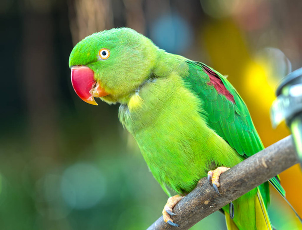 Retrato de papagaio-verde ou papagaio-de-alexandrina na reserva. Este é um pássaro que é domesticado e criado em casa como um amigo
 - Foto, Imagem