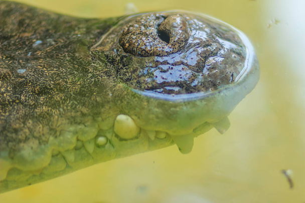 Nose of Saltwater or Estuarine Crocodile (crocodylus porosus) in the water - Foto, Imagem