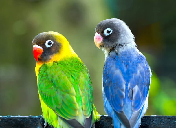 Verliefde papegaaien zitten samen. Deze vogel leeft in het bos en is gedomesticeerd voor huisdieren - Foto, afbeelding