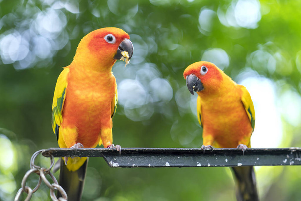 Muhabbet kuşu papağanları yan yana oturuyor. Bu kuşlar ormanda yaşar ve evcil hayvanlara evcilleştirilir. - Fotoğraf, Görsel