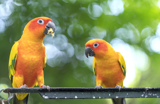 Papugi gołąbeczki siedzą razem. Ptaki te żyją w lesie i są udomowione dla zwierząt domowych. - Zdjęcie, obraz