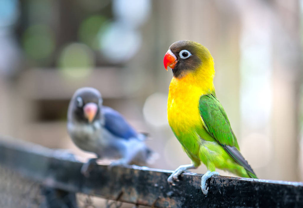 Lovebird-papukaijat istuvat yhdessä. Nämä linnut elävät metsässä ja ne on kesytetty kotieläimille. - Valokuva, kuva