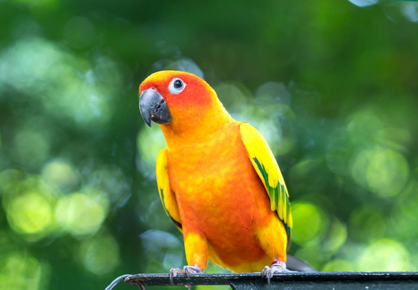 A színes papagáj lazít a kerítésen. Ez a szerelmes madár az erdőben él, háziasított háziállatokkal. - Fotó, kép