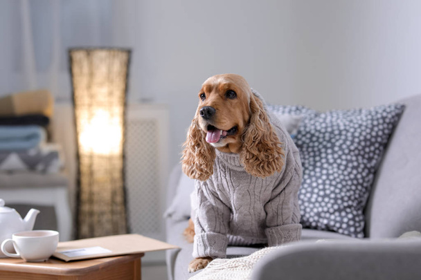 Cute Cocker Spaniel dog in knitted sweater on sofa at home. Warm and cozy winter - Foto, imagen