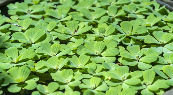 Pistia plants on the water shoot with narrow focus. This is the genus of aquatic plants grown in ornamental plants in the garden - Photo, Image
