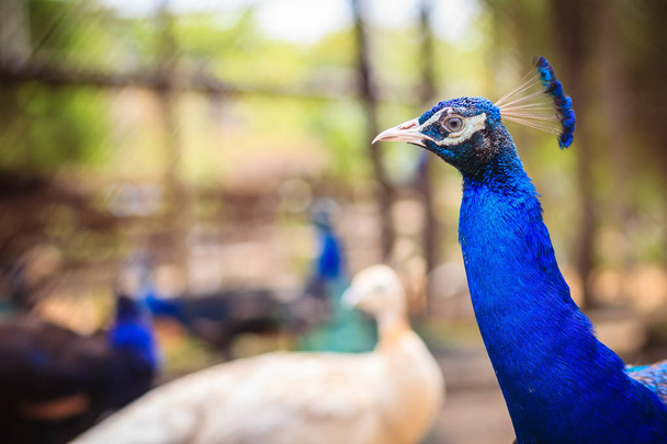 Cerca de cara hermosa de joven pavo real macho con plumaje azul
. - Foto, imagen