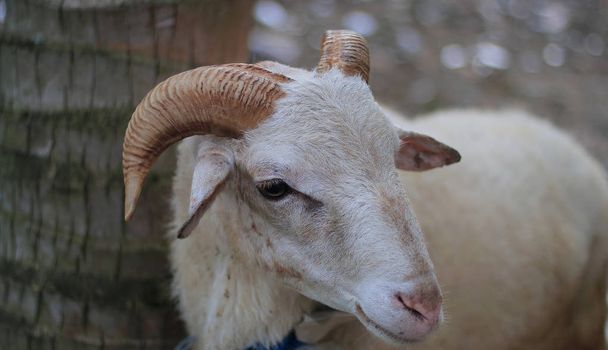 The Garut or Priangan sheep (Capra aegagrus hircus) from West Java, Indonesia. The breed is used primarily for ram fighting and meat.  - Photo, Image