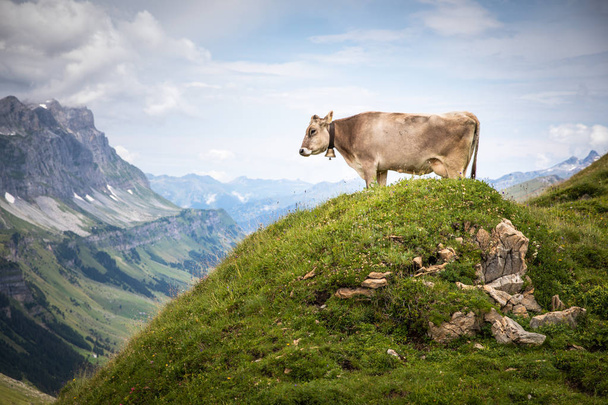 Brown mountain cows grazing on an alpine pasture in the Bernese Alps in summer. Grindelwald, Jungfrau region, Bernese Oberland, Switzerland - Photo, image