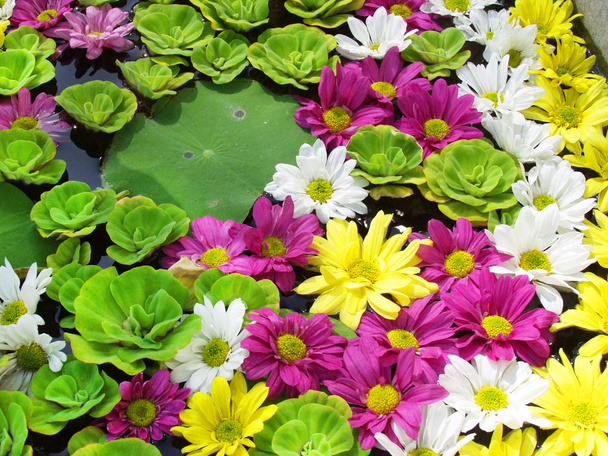 крупный план красивых цветущих цветов - Фото, изображение