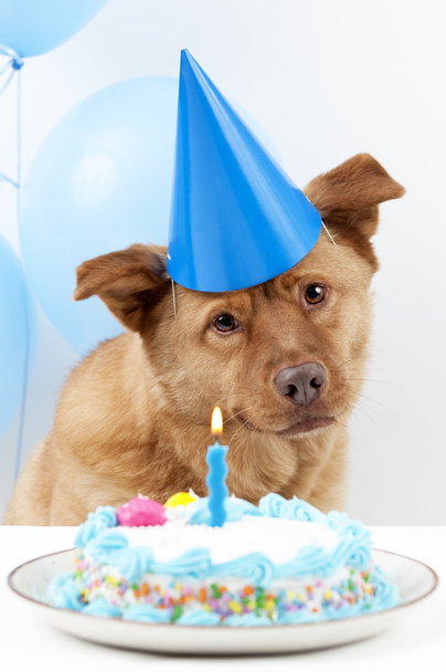 Dog Birthday - Fotó, kép