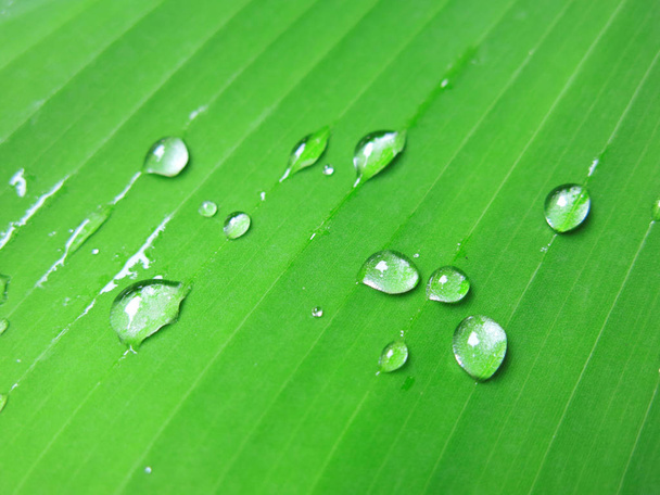 water drops on green leaf, close-up - Φωτογραφία, εικόνα