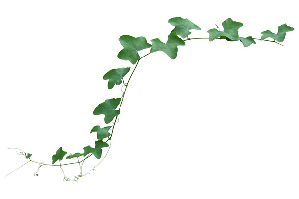 plante de vigne grimpant isolé sur fond blanc. Sentier de coupe - Photo, image