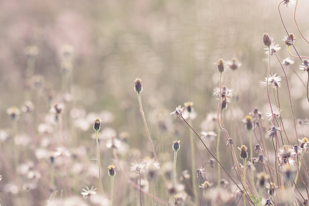 meadow flowers in soft warm light. Vintage autumn landscape blurry natural background - Photo, image