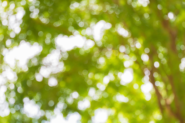 ボケ円、緑の葉と木の背景をぼかし - 写真・画像
