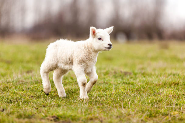 schapen - Foto, afbeelding