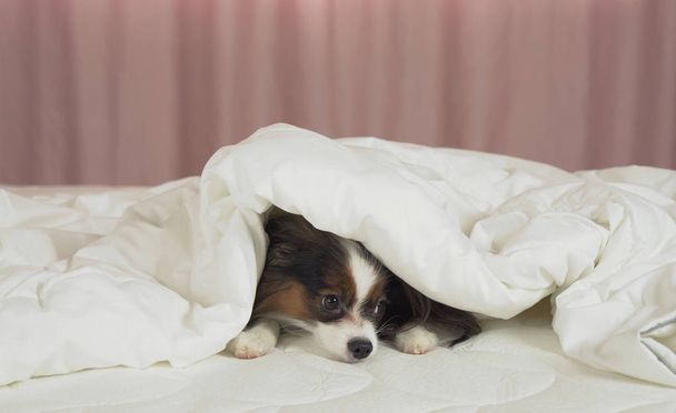 Cão bonito Papillon encontra-se sob cobertor na cama e olha em volta
 - Foto, Imagem