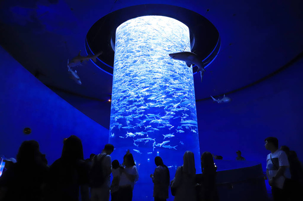  pessoas que visitam o grande aquário no parque temático
 - Foto, Imagem
