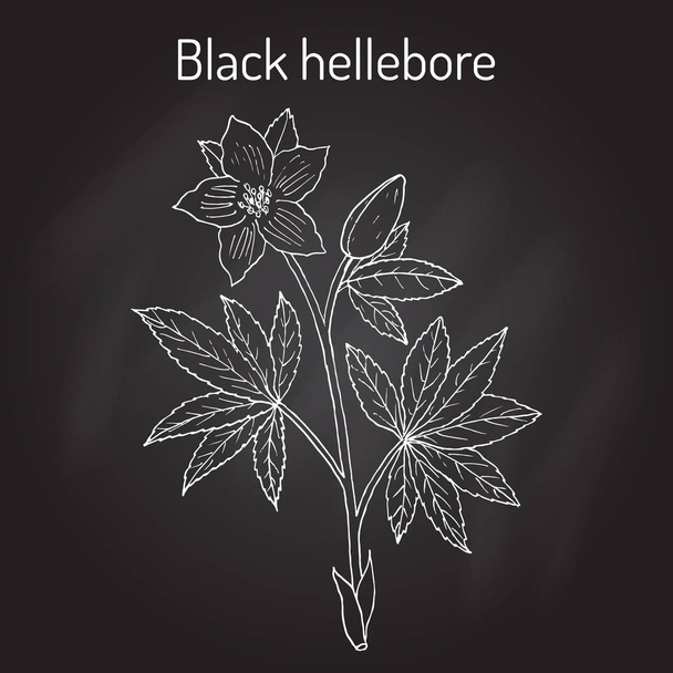 Christmas rose, or black hellebore, evergreen flowering plant - Vector, Image