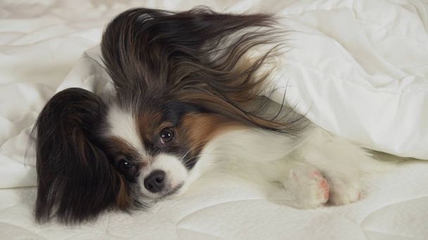 Hermoso perro Papillon se encuentra debajo de la manta en la cama y mira a su alrededor
 - Foto, Imagen