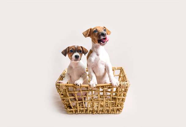 Два белых щенка-терьера Джека Рассела в корзине - Фото, изображение