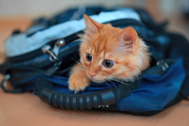Ginger chaton grimpé dans un sac à dos pour une randonnée avec équipement photographique et joue regarde assis
. - Photo, image