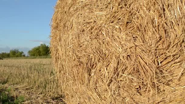 straw rolls move wind agriculture field car pass road - Footage, Video