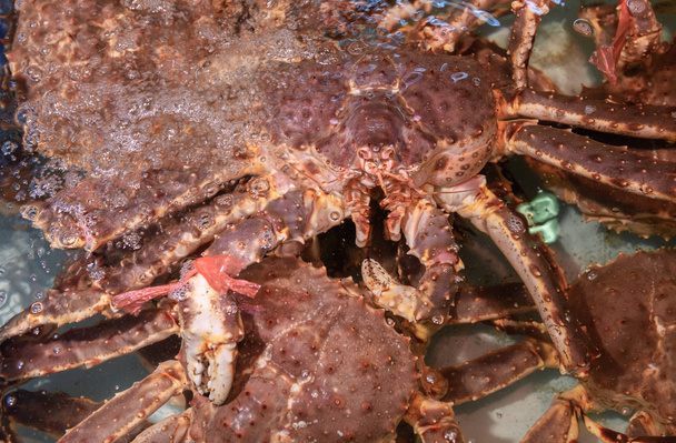 Crabe royal frais dans l'eau au marché aux poissons au Japon. Taraba est le roi des crabes. Savoureux, délicieux et cher. Les célèbres fruits de mer de Hokkaido. Crabe de l'Alaska
. - Photo, image