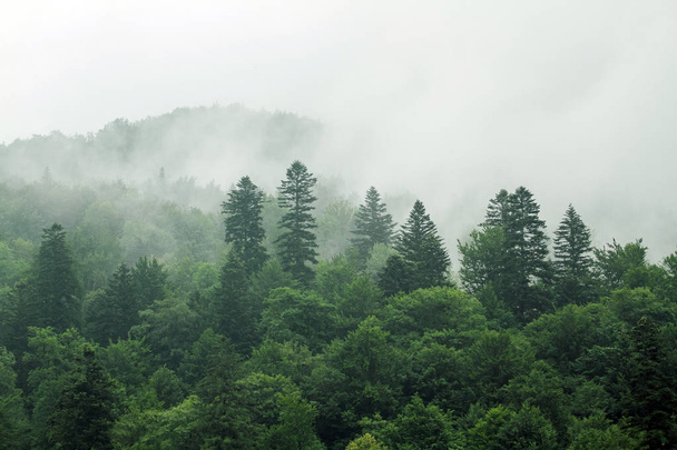 Arbres verts sains dans une forêt de vieux sapins, épicéas et pins. Épinettes descendant la colline à la forêt de conifères dans le brouillard au lever du soleil
 - Photo, image